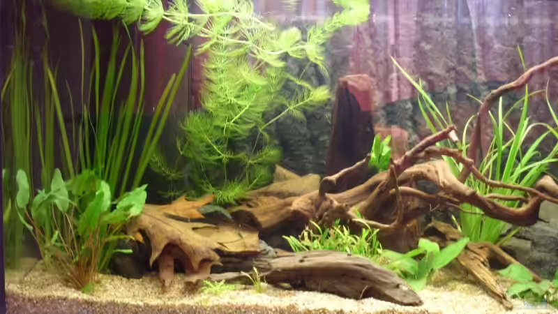 Aquarium Becken 10582 von Jan Schilling (2)