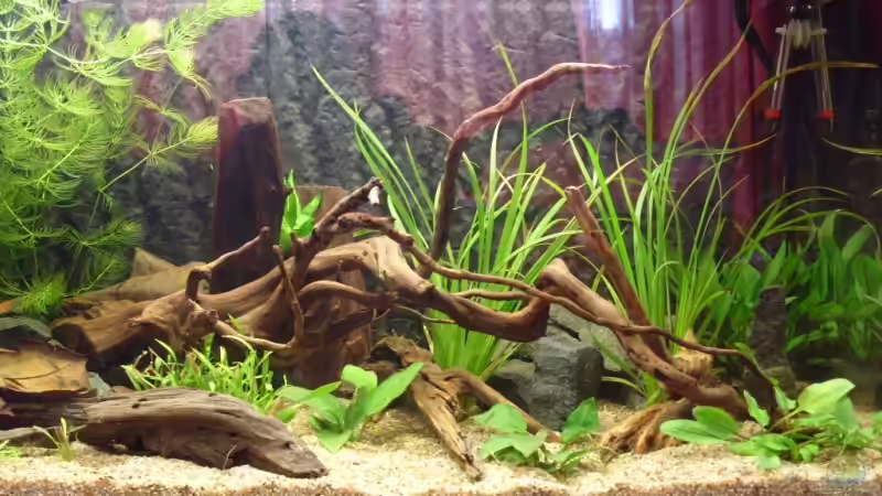 Aquarium Becken 10582 von Jan Schilling (3)