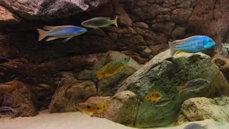 Aquarium Becken 10590 von Wietze Bron (10)