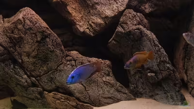 Aquarium Becken 10590 von Wietze Bron (11)