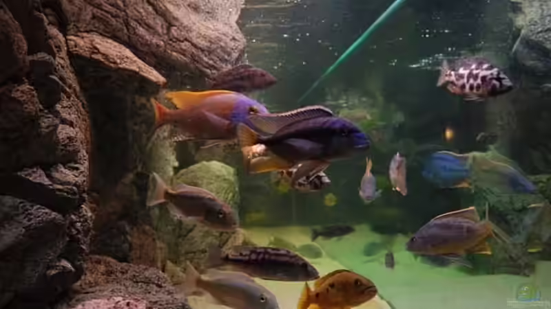 Aquarium Becken 10590 von Wietze Bron (12)