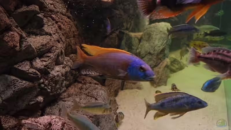 Aquarium Becken 10590 von Wietze Bron (13)