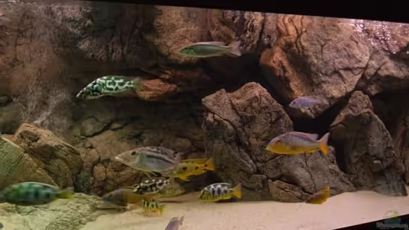 Aquarium Becken 10590 von Wietze Bron (17)