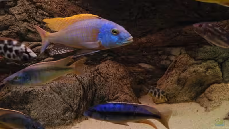 Aquarium Becken 10590 von Wietze Bron (18)