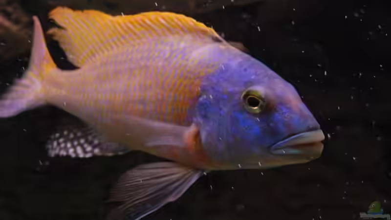 Aquarium Becken 10590 von Wietze Bron (19)