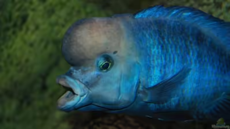 Aquarium Becken 10590 von Wietze Bron (21)