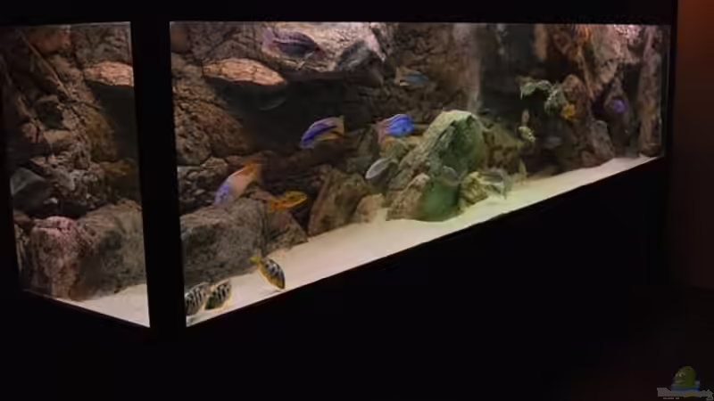 Aquarium Becken 10590 von Wietze Bron (3)