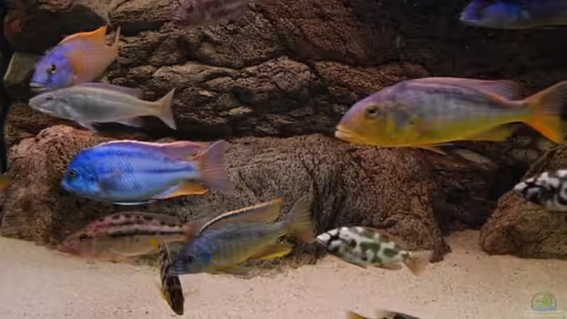 Aquarium Becken 10590 von Wietze Bron (5)