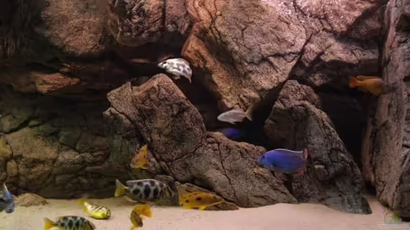 Aquarium Becken 10590 von Wietze Bron (6)