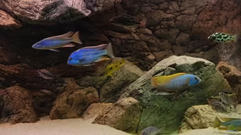 Aquarium Becken 10590 von Wietze Bron (7)