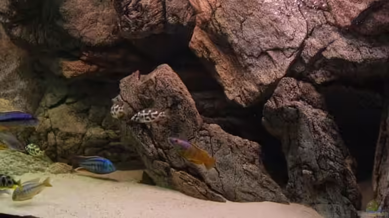 Aquarium Becken 10590 von Wietze Bron (9)