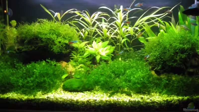 Aquarium Becken 10598 von steelcut (2)