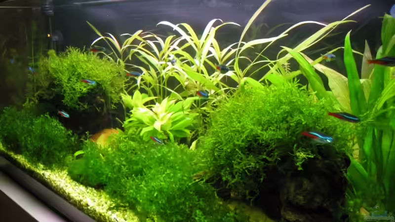 Aquarium Becken 10598 von steelcut (3)