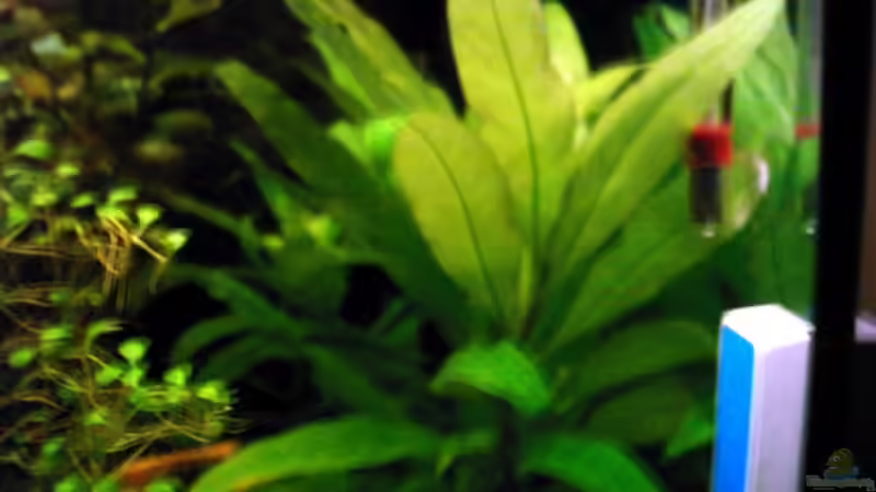 Aquarium Becken 1061 von Michael Meyer (2)