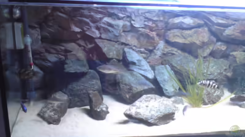 Aquarium Becken 10621 von Michael Schöpf (2)