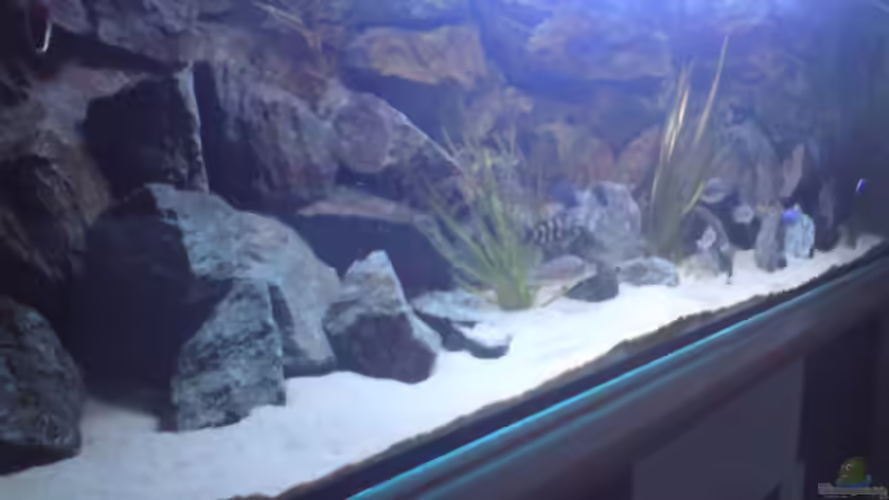 Aquarium Becken 10621 von Michael Schöpf (5)