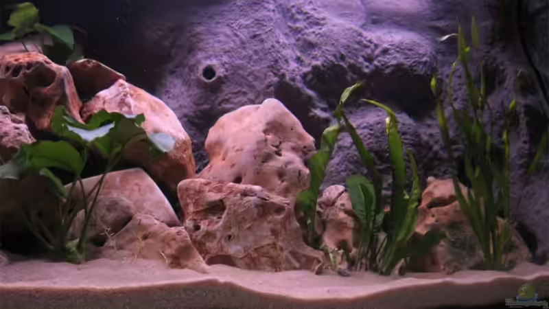 Aquarium Becken 10638 von Pepe1981 (2)