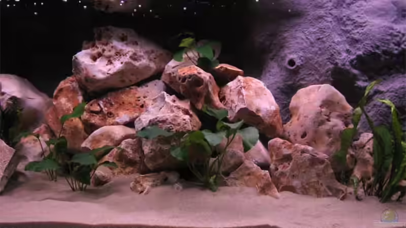 Aquarium Becken 10638 von Pepe1981 (4)