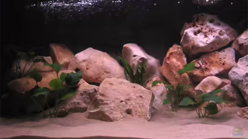 Aquarium Becken 10638 von Pepe1981 (5)