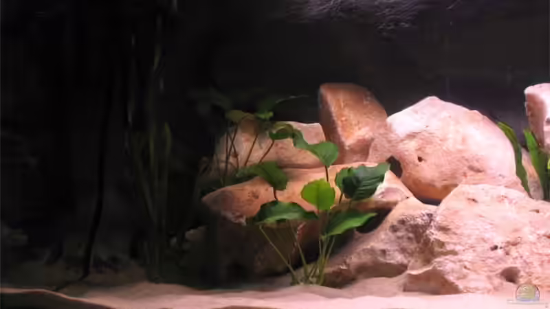 Aquarium Becken 10638 von Pepe1981 (8)