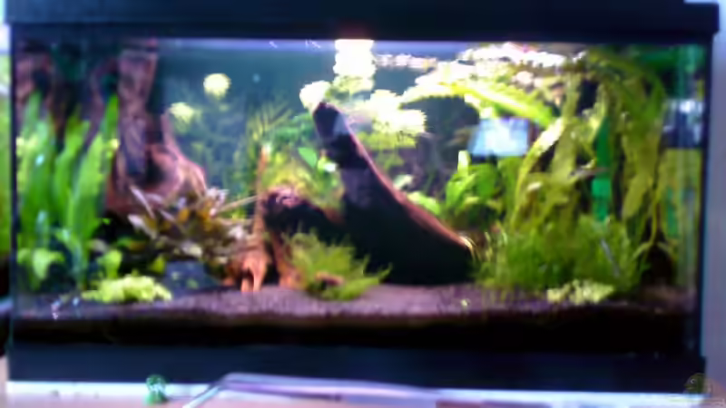 Aquarium Becken 10667 von BJ210879 (2)