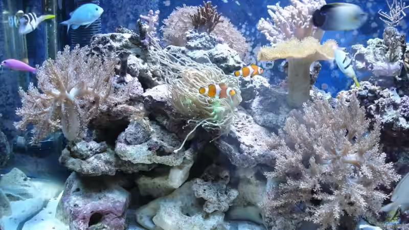 Aquarium Becken 10686 von enemey (3)