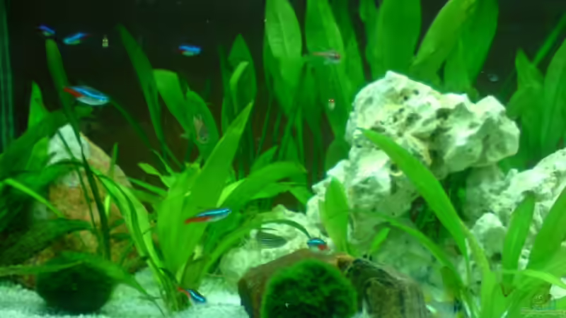 Aquarium Becken 10721 von Alexander Börger (4)