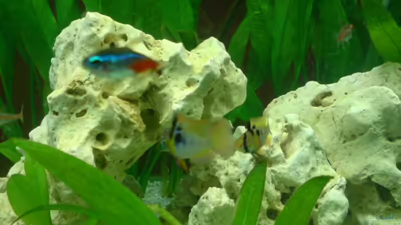 Aquarium Becken 10721 von Alexander Börger (6)