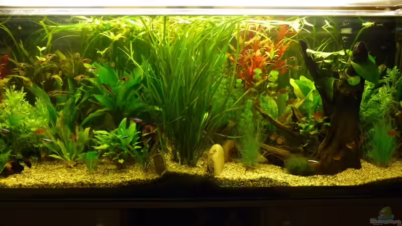 Aquarium Becken 10729 von Schildi (4)