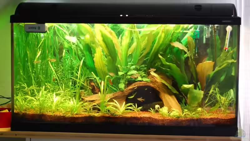 Aquarium Becken 10737 von Wiebke Bielefeld (5)