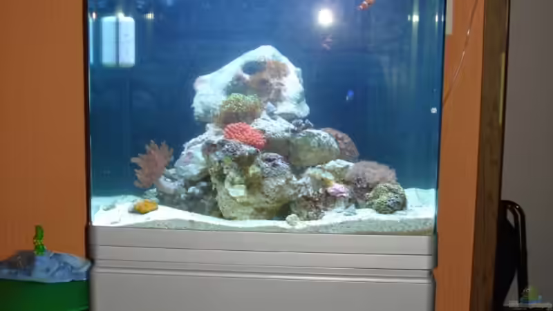 Aquarium Becken 10747 von Thomas Ideus (2)