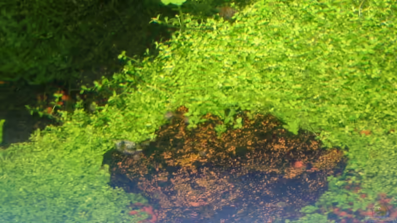 Aquarium Becken 10757 von Dominic Reimers (2)