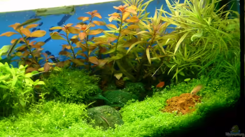 Aquarium Becken 10757 von Dominic Reimers (3)