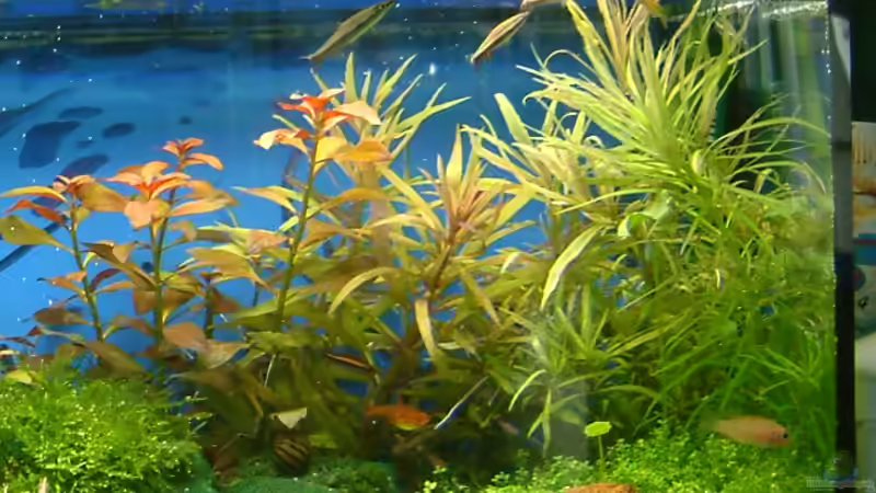 Aquarium Becken 10757 von Dominic Reimers (5)