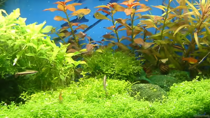 Aquarium Becken 10757 von Dominic Reimers (6)