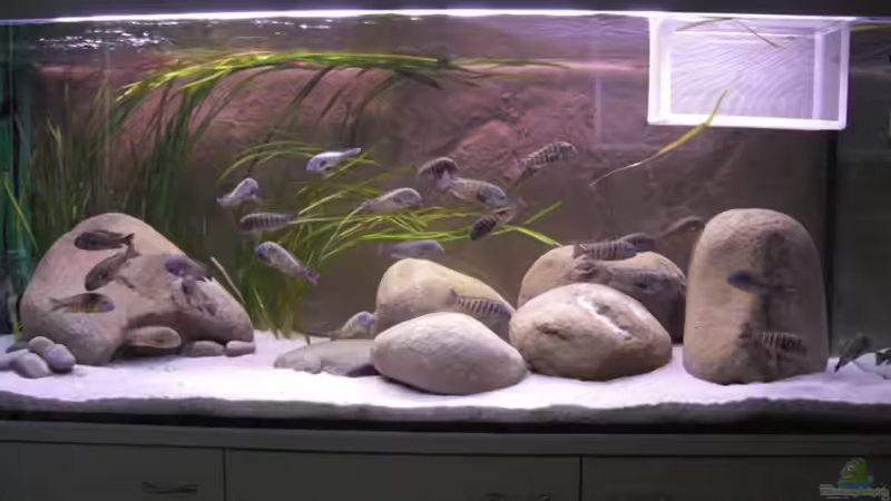 Aquarium Becken 10763 von Ralph Ineichen (2)