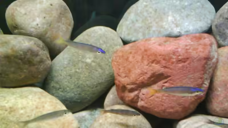 Aquarium Becken 10771 von Blubb Blubb (3)