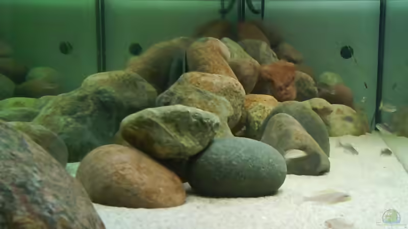 Aquarium Becken 10771 von Blubb Blubb (4)