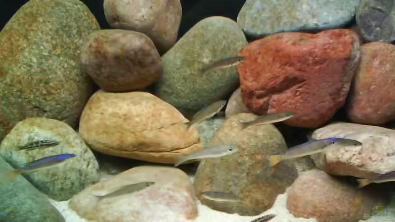 Aquarium Becken 10771 von Blubb Blubb (5)