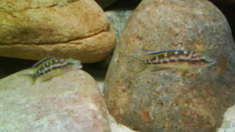 Aquarium Becken 10771 von Blubb Blubb (6)