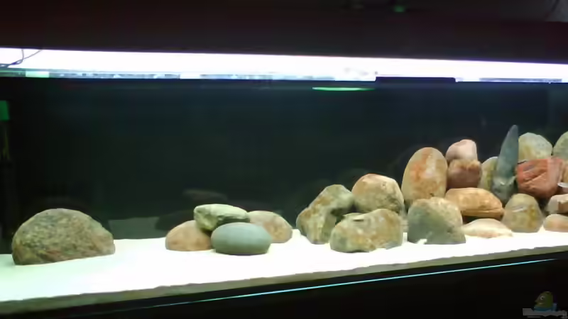 Aquarium Becken 10771 von Blubb Blubb (8)