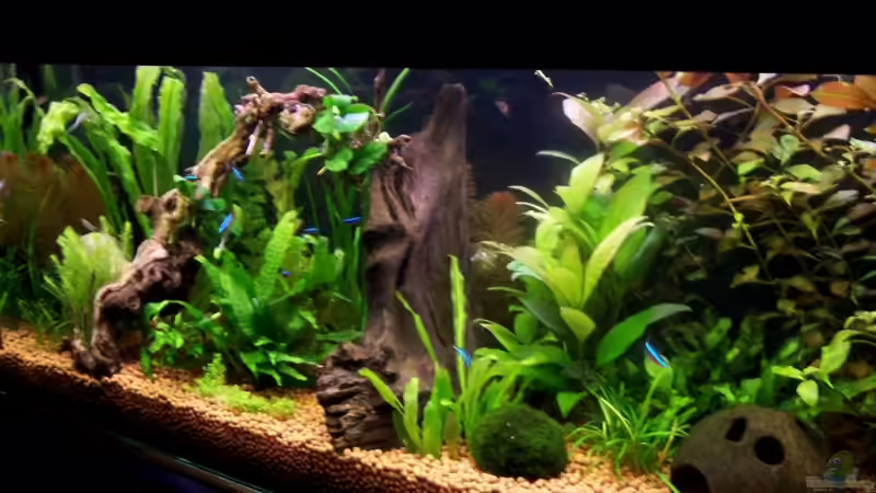 Aquarium Becken 10792 von Tino Pesenecker (2)