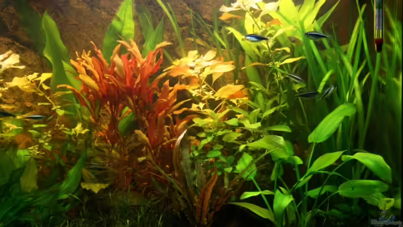 Aquarium Becken 10793 von stefanhwi (3)