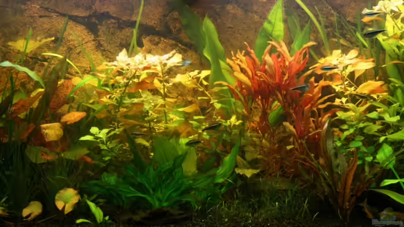 Aquarium Becken 10793 von stefanhwi (4)