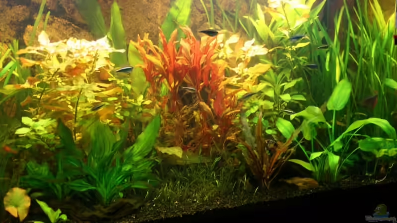 Aquarium Becken 10793 von stefanhwi (5)