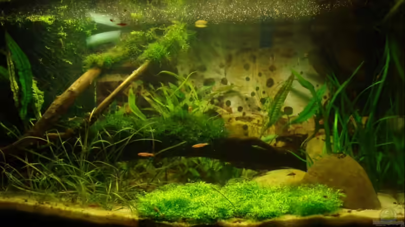 Aquarium Becken 10794 von Christian J. (2)