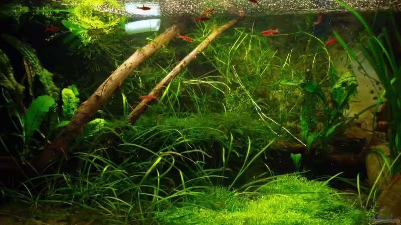 Aquarium Becken 10794 von Christian J. (3)