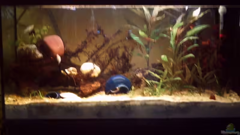 Aquarium Becken 10805 von vollmer1 (2)