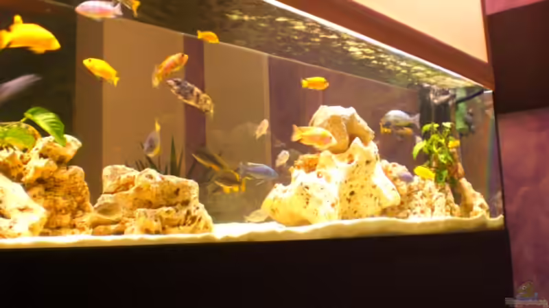 Aquarium Becken 10811 von h.p.m (3)