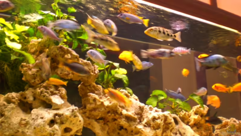 Aquarium Becken 10811 von h.p.m (4)